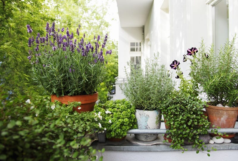 Balcon covered with plants