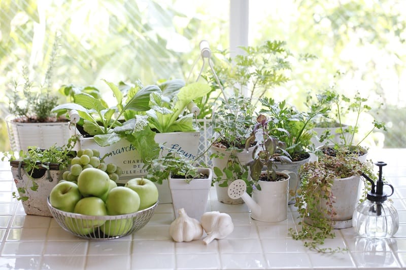Cover Your Kitchen With Herbs and Vegetable Plants