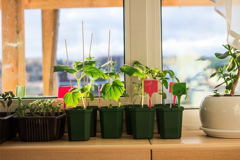 Flower pots on a balcony