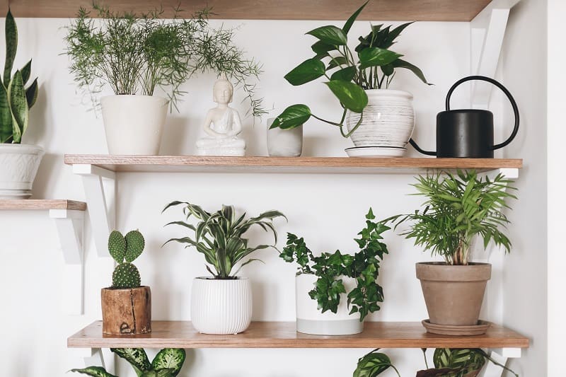 Plant wall