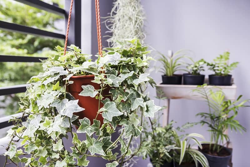 Plants hang From The Ceiling